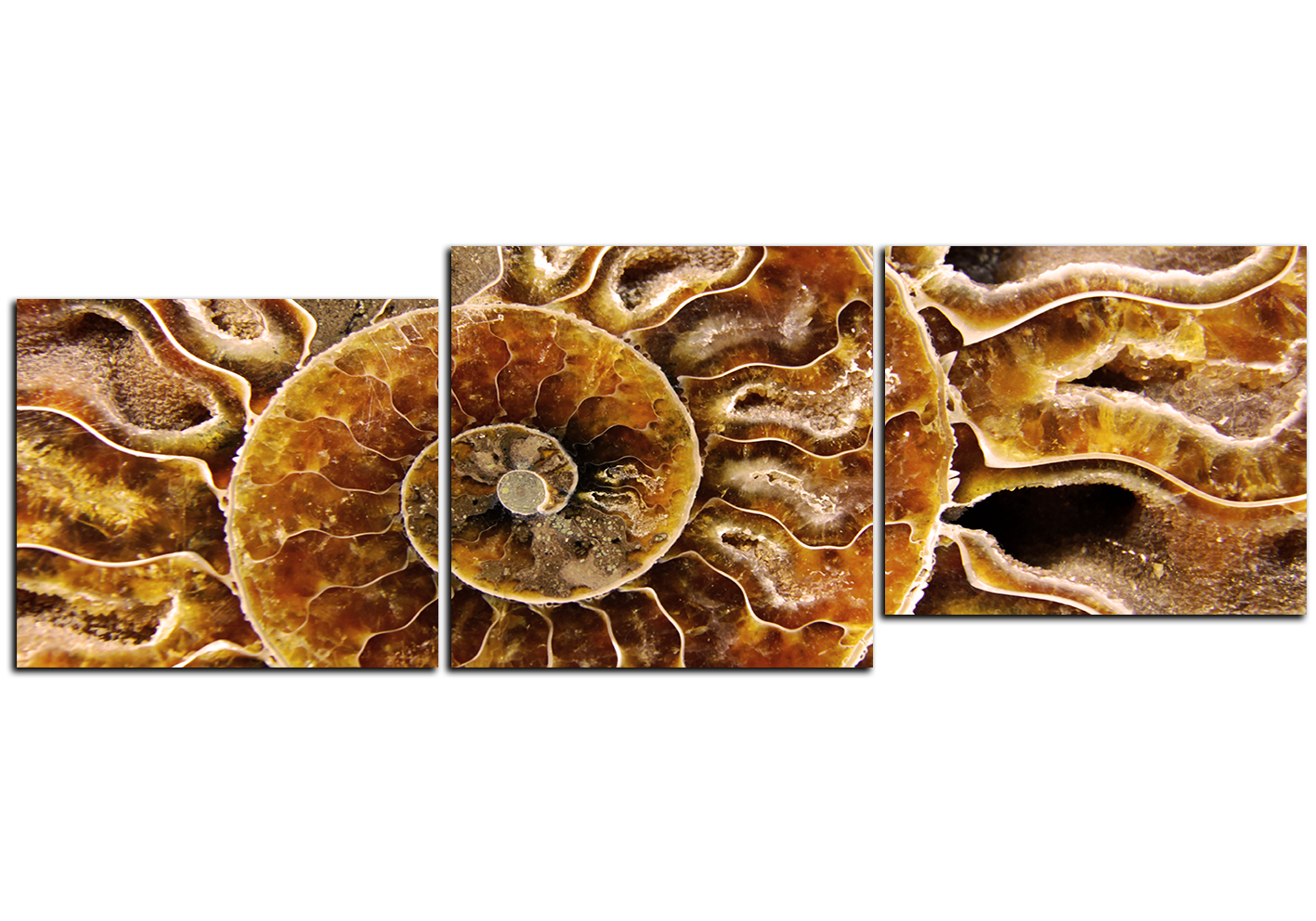 Obraz na plátně - Textura fosílie - panoráma Obraz na plátně - Textura fosílie - panoráma